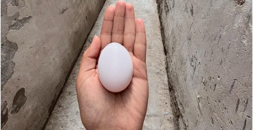 بيضة واحدة فقط حصة العائلات النازحة في غزة