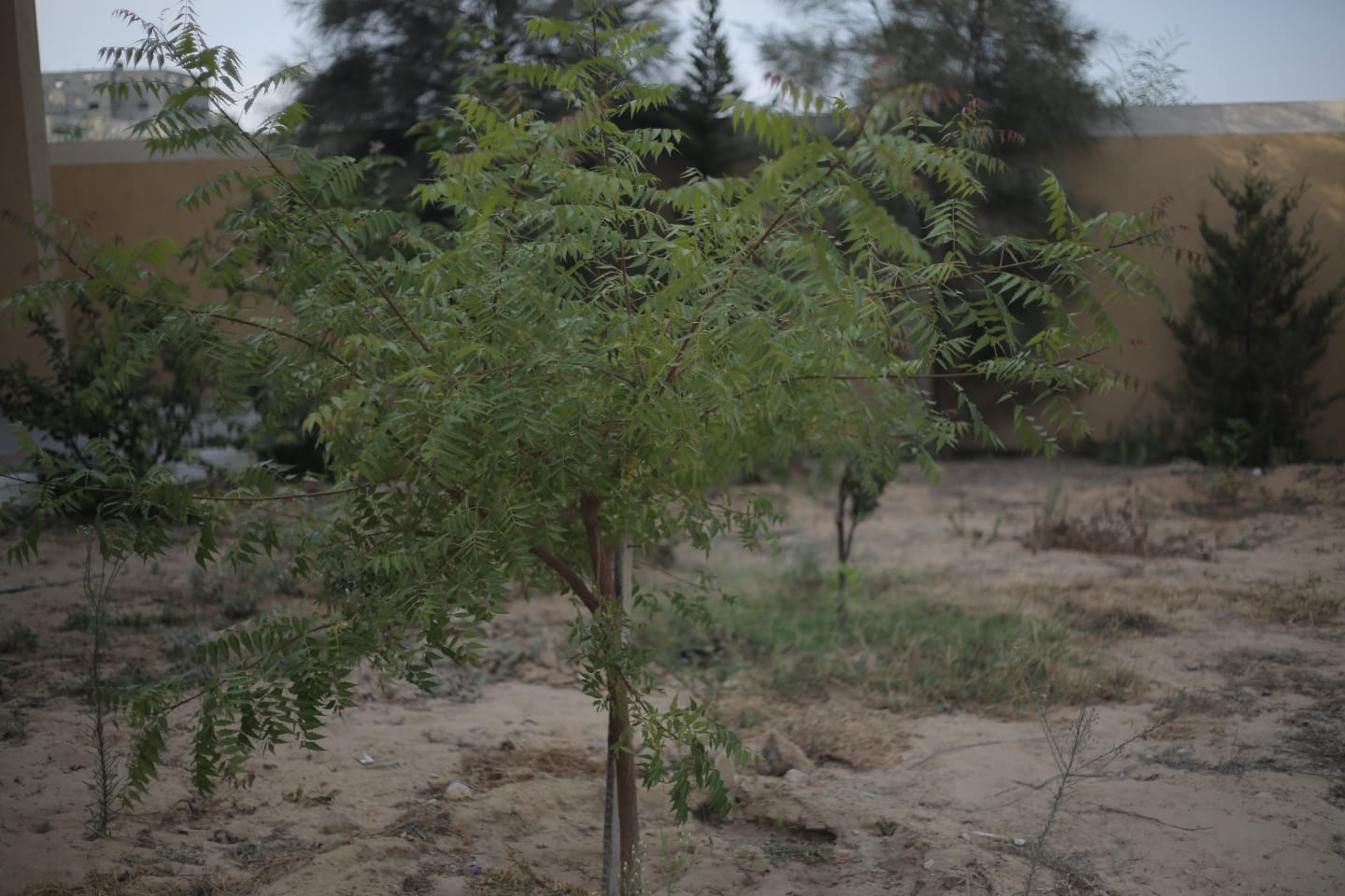 شجرة النيم صيدلية الطبيعة ضحية حصار غزة