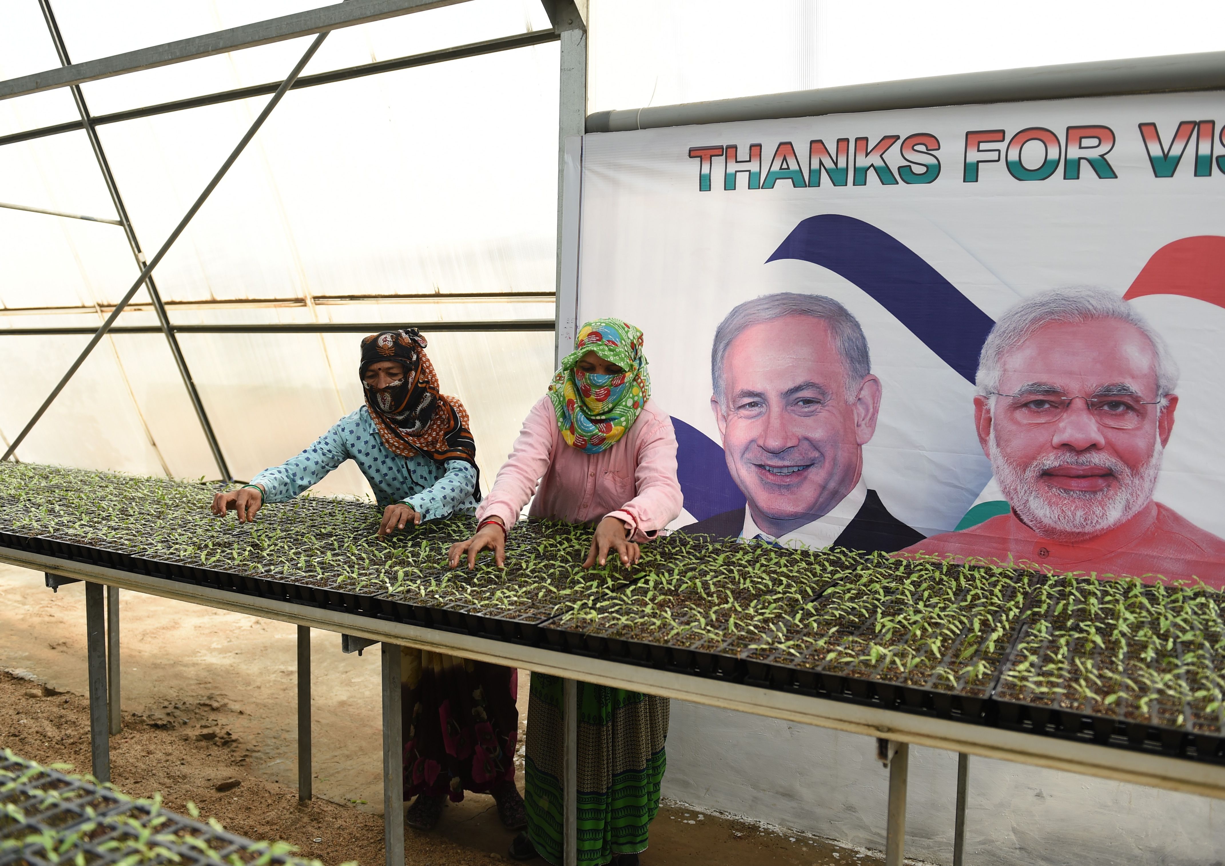 مزارعات هنديّات وخلفهن لافتة عليها صورة  نتنياهو ومودي في أحد مراكز إنتاج الخضار  الهندية | SAM PANTHAKY/AFP/Getty Images