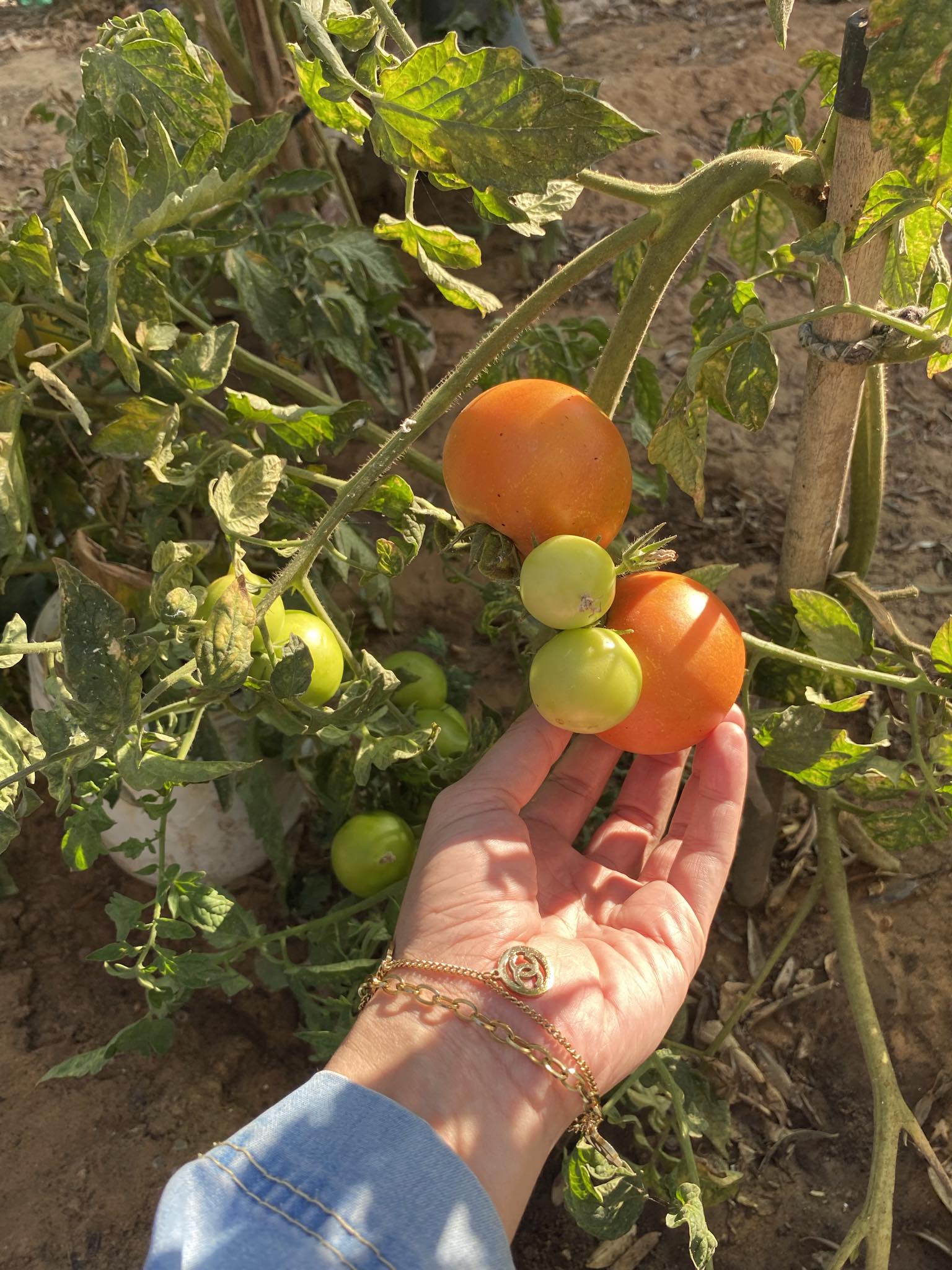 فرحة الحصول على بندورة