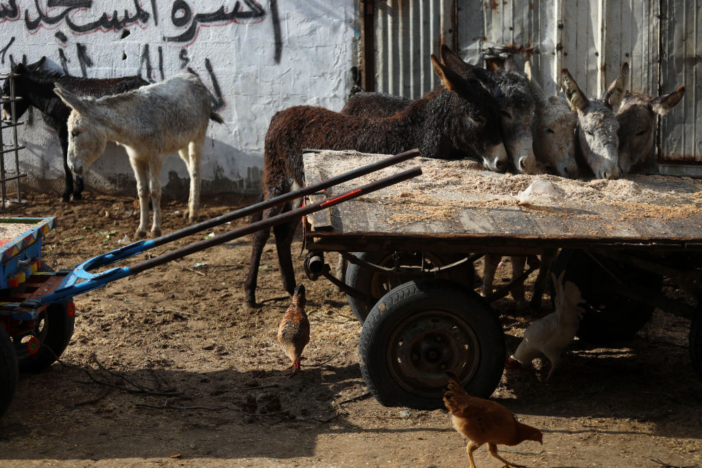  Majdi Fathi/ Getty - حمير في قطاع غزة