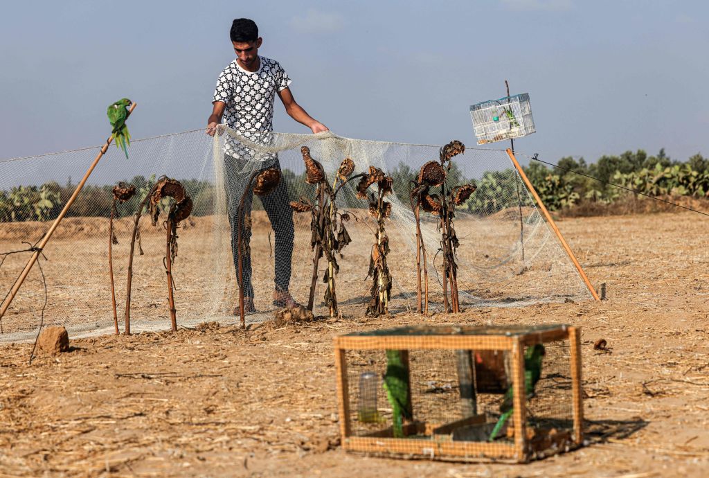 صيد الطيور بغزة -  (SAID KHATIB/ Getty)