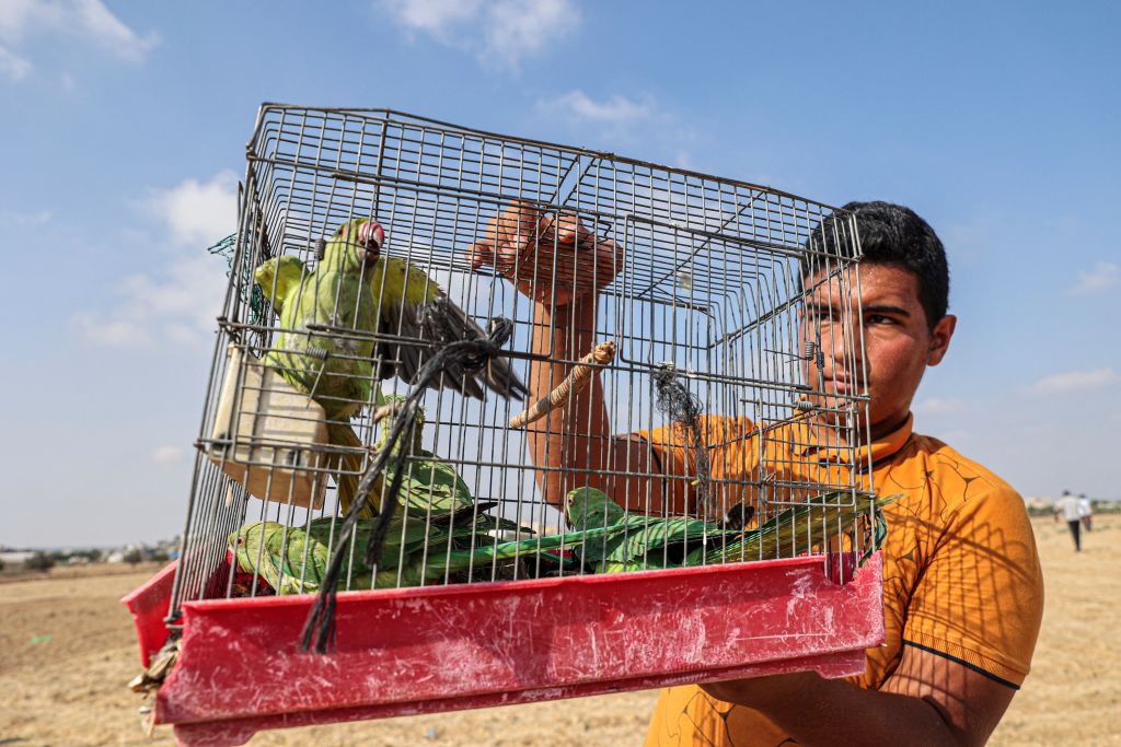 صيد الطيور بغزة -  (SAID KHATIB/ Getty)