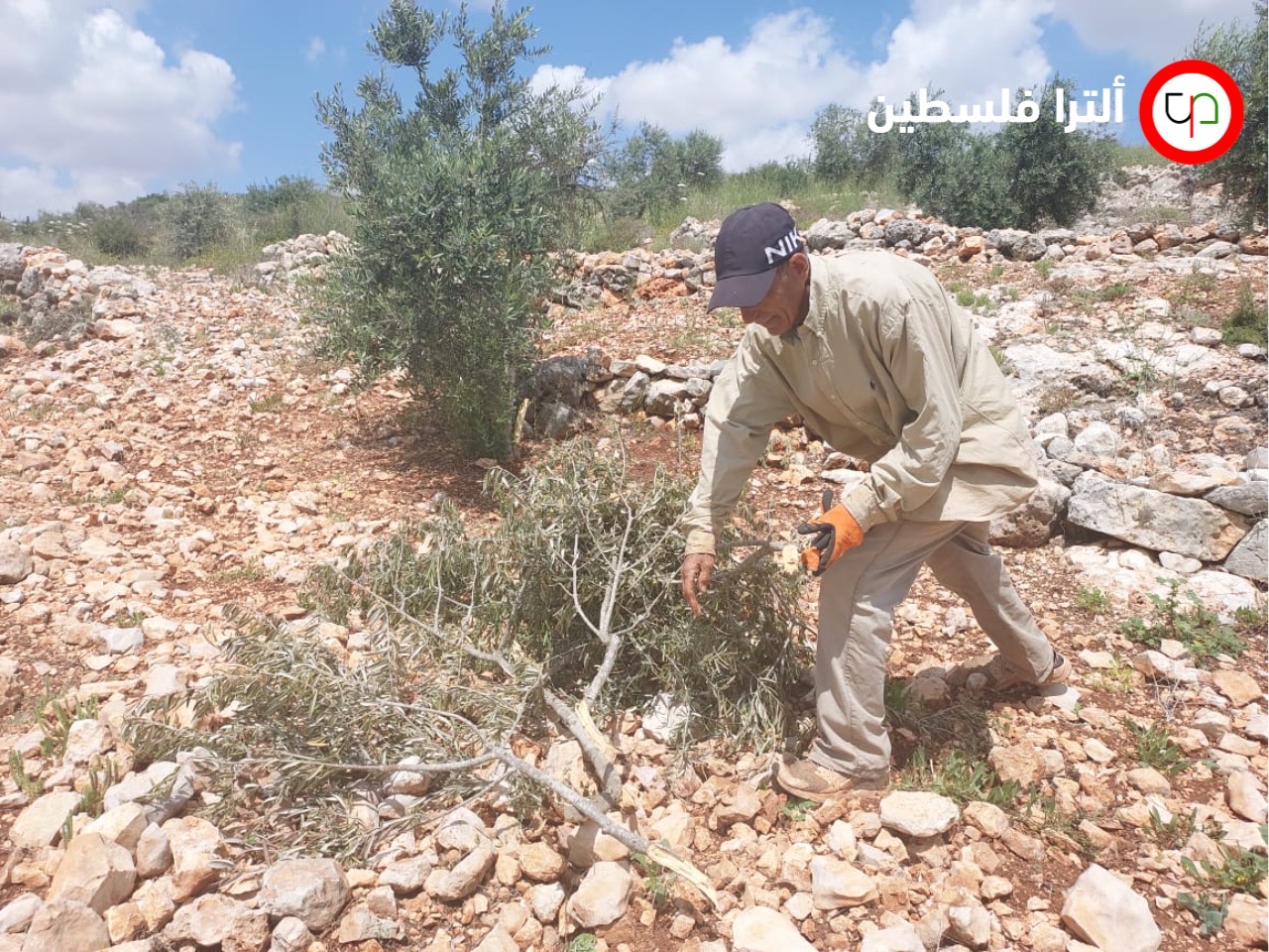 صور | مستوطنون يقتلعون 250 شجرة زيتون في كفر الديك 
