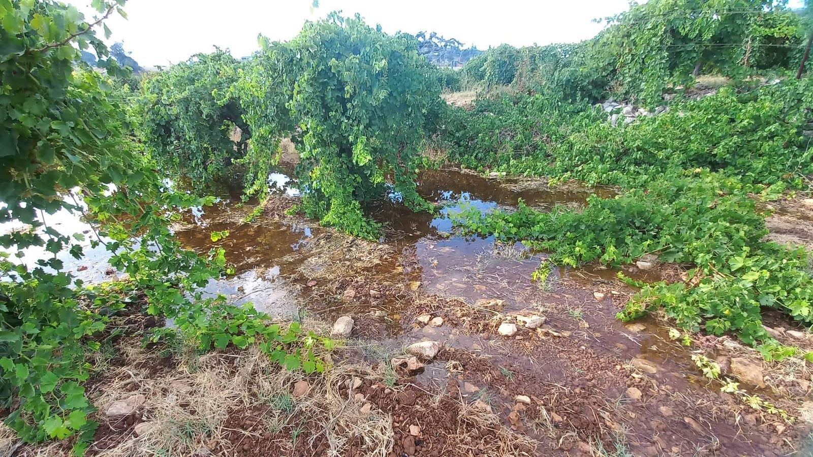 المستوطنون يغرقون الأراضي الزراعية بالمياه العادمة لإتلاف محاصيلها