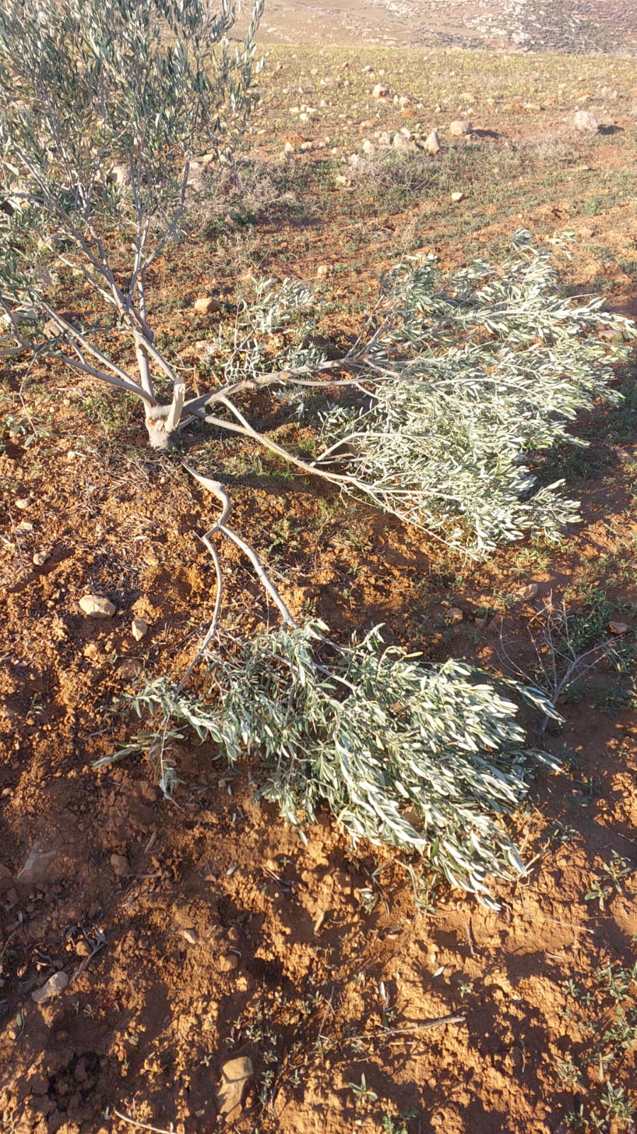 مستوطنون يدمرون أشجار الزيتون في يطا