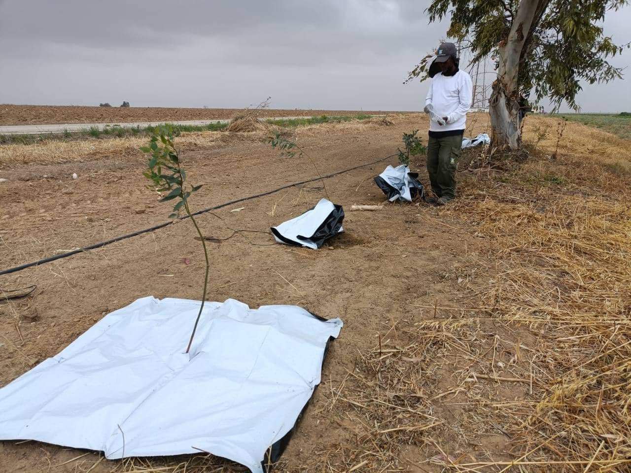 الاحتلال يواصل زراعة الأشجار لحماية دباباته من صواريخ غزة
