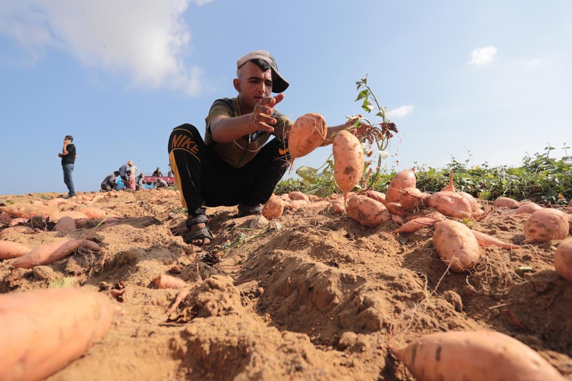الاحتلال الإسرائيلي لم يقدم أي مبررات لقرار وقف تصدير البطاطا الحلوة