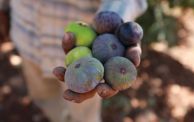 فلسطيني يجمع ثمار فاكهة التين الصيفية - Issam Rimawi/ Getty Images