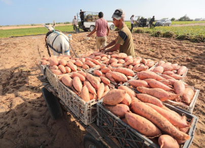 منذ نحو شهر لا يتمكّن مزارعو غزة من تصدير حصادهم من البطاطا الحلوة إلى الضفة الغربية