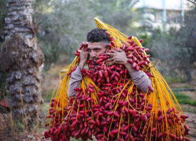 موسم قطف البلح في قطاع غزة (Ahmed Zakot/ Getty)
