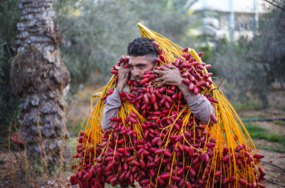 موسم قطف البلح في قطاع غزة (Ahmed Zakot/ Getty)