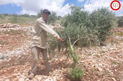صور | مستوطنون يقتلعون 250 شجرة زيتون في كفر الديك 