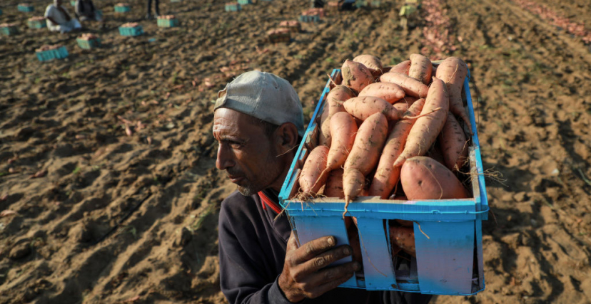 حصاد البطاطا الحلوة من حقول في خان يونس (Majdi Fathi/ Getty)