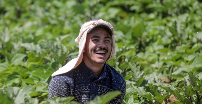  ( Mahmoud Issa/ Getty Images) مزراع فلسطيني في أحد الحقول في بيت لاهيا - 