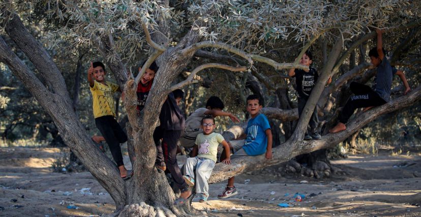 دمرت قوات الاحتلال الإسرائيلية أشجار الزيتون في قطاع غزة، وأصبح موسم قطف الثمار لا يحمل للمزارعين في القطاع أي نذر بمحصول جيد